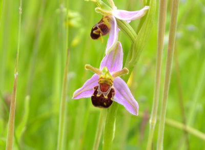 Bee Orchid 