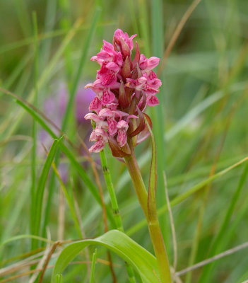 Early Marsh