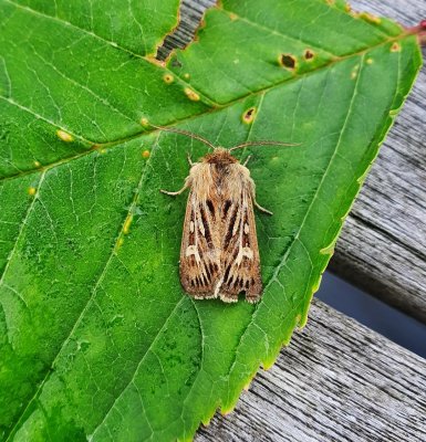 Antler Moth 