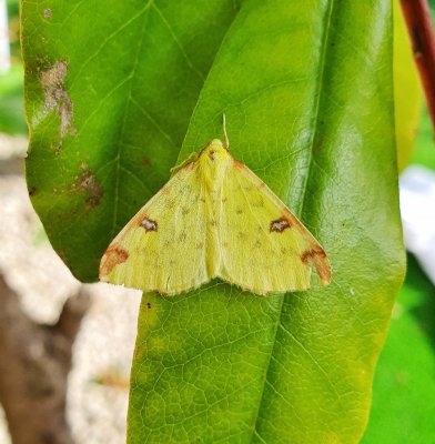 Brimstone Moth