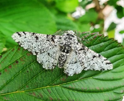 Peppered Moth 