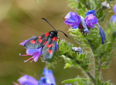 Five-spot Burnet