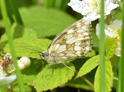 Marbled White 