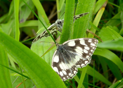 Marbled White