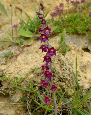 Dark-Red Helleborine 