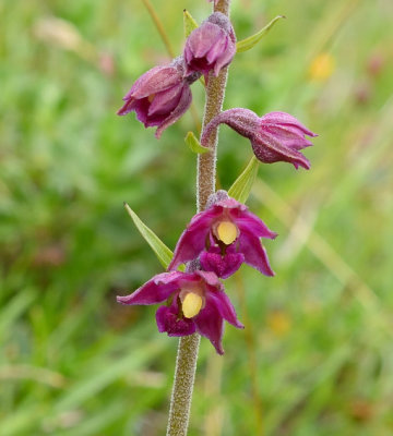 Dark-Red Helleborine 