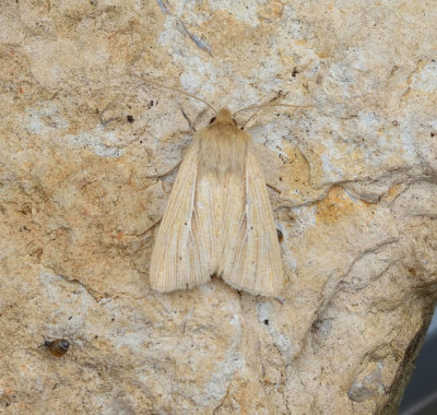 Smokey Wainscot