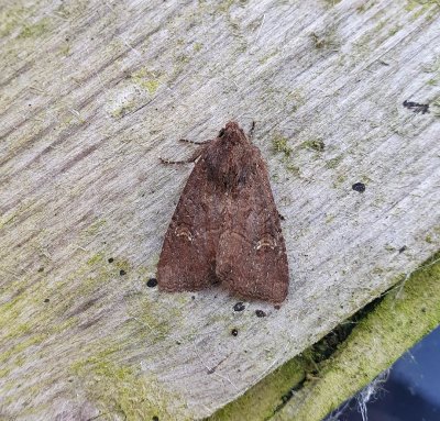 Common Rustic agg 