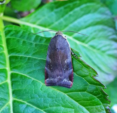 Lesser Broad-bordered Yellow Underwing 