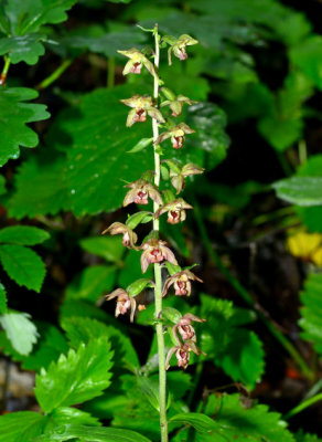 Broad-leaved Helleborine 