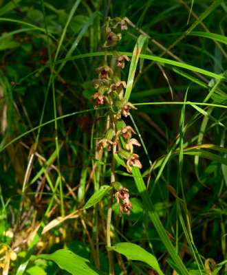 Broad-leaved Helleborine 