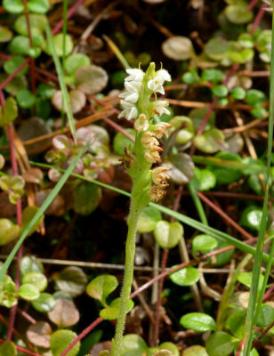 Creeping Lady's Tresses 