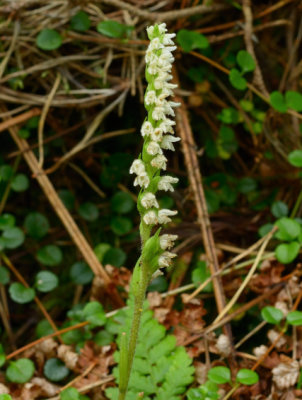 Creeping Lady's Tresses 