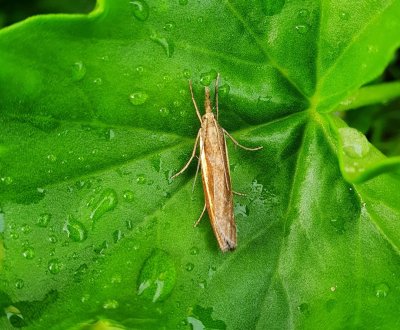 Agriphila tristella 