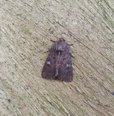 Common Rustic agg 