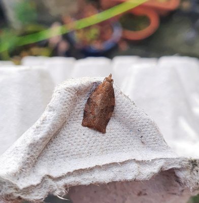 Dark Fruit-tree Tortrix 