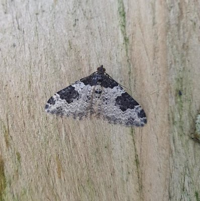 Garden Carpet 