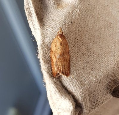 Light Brown Apple Moth 