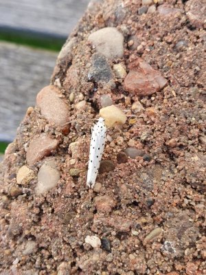 Thistle Ermine 