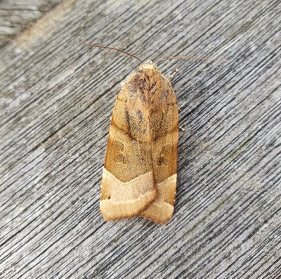 Broad-bordered Yellow Underwing 