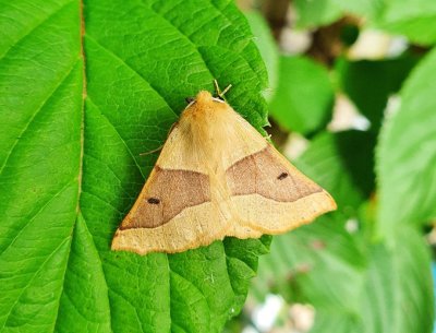 Scalloped Oak 