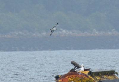 Scopoli's Shearwater