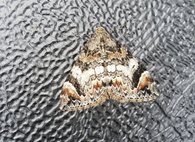 Common Marbled Carpet 