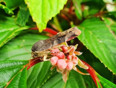 Lesser Broad-Bordered Yellow Underwing 