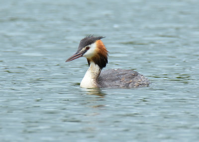 Great-crested Grebe 