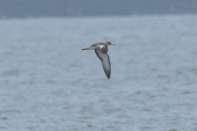 Scopoli's Shearwater