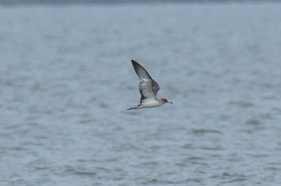 Scopoli's Shearwater