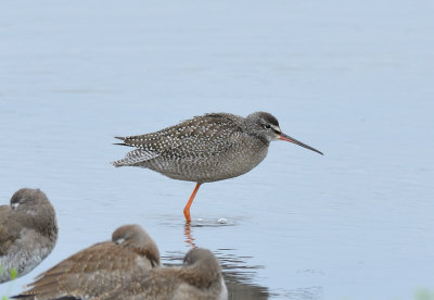 Spotted Redshank