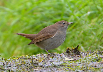 Thrush Nightingale
