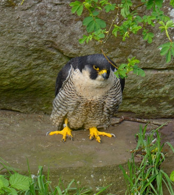 PEREGRINE FALCON