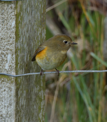 Red-Flanked Bluetail