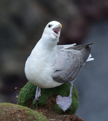 Fulmar