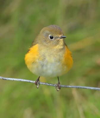 Red-Flanked Bluetail