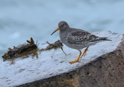 Purple Sandpiper