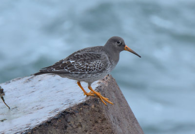 Purple Sandpiper