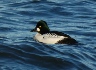 Goldeneye