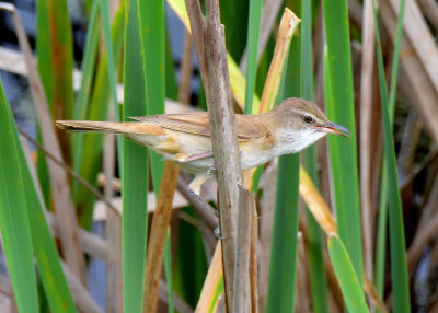 Great Reed Warbler