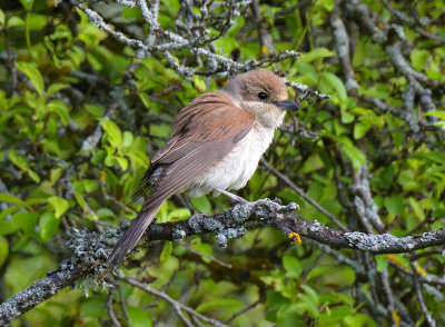 Red-backed Shrike 