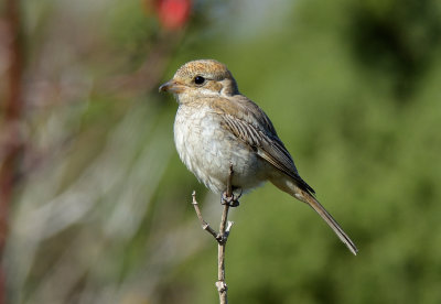 Woodchat Shrike