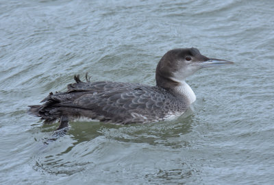 GREAT-NORTHERN DIVER