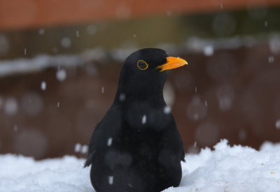 Blackbird