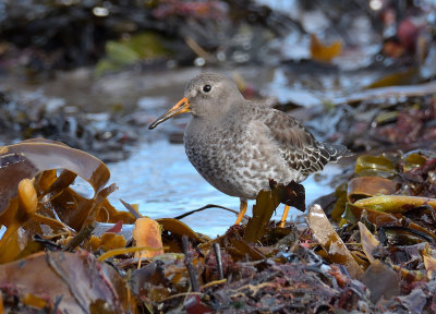 Purple Sandpiper