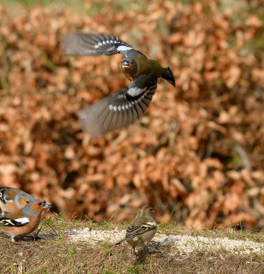 Chaffinch