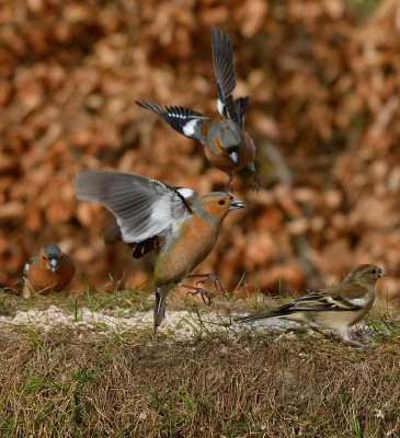 Chaffinch