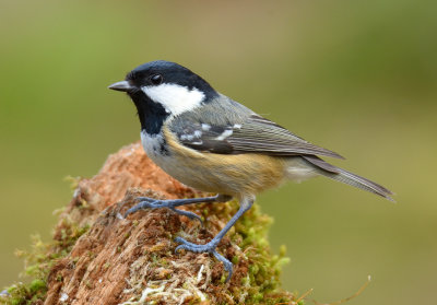 Coal Tit