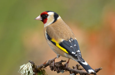 Goldfinch